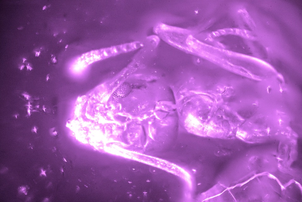 A terrifying closeup of an ant taken under a microscope in infrared, made to look like the movie Alien.