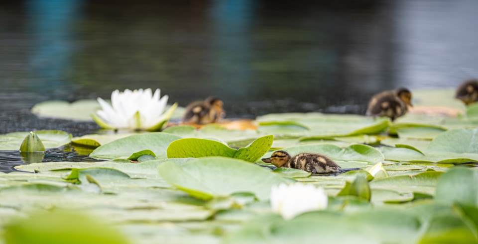A serene scene featuring ducklings among lily pads and a white water lily. The image captures a moment of tranquility in nature.
