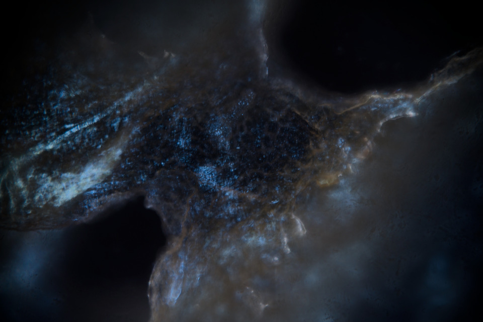 Image description unavailable