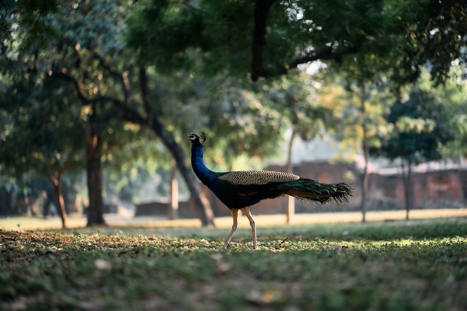 A peacock struts gracefully through a sun-dappled park. The image captures the bird in a moment of natural elegance amidst soft bokeh.